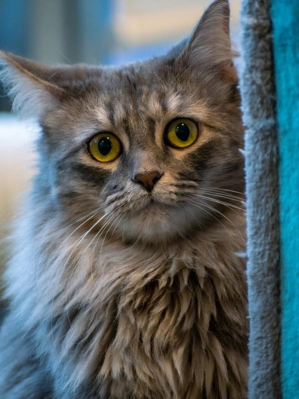 pexels-israwmx-16371561